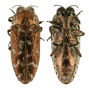 Ethonion cf. reichei Mallee, PL0476A, male, EP, 8.4 × 3.2 mm